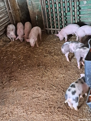 vând purcei  - imagine 3 vând purcei  - imagine 3