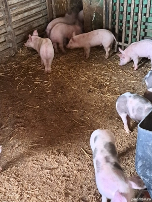 vând purcei  - imagine 5 vând purcei  - imagine 5