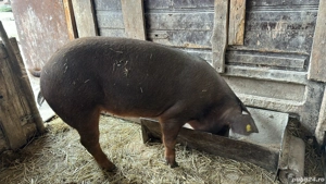 porci de vanzare