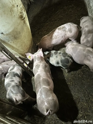 Pentru reproductie pietrean pur - imagine 2