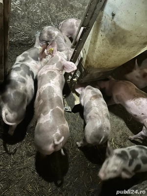 Pentru reproductie pietrean pur - imagine 3