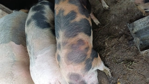 Porci tineri 100 kg - imagine 3 Porci tineri 100 kg - imagine 3