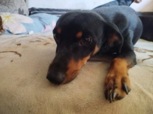 Donez căței teckel