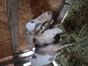 Tap anglo nubiana - imagine 2