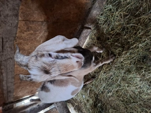 Tap anglo nubiana - imagine 3