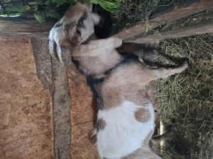 Tap anglo nubiana - imagine 5