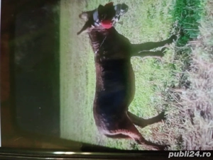 vind.  măgar și straf.    com.ZALHA.  JUDEȚUL   SĂLAJ.  