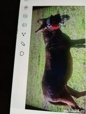 vind.  măgar și straf.    com.ZALHA.  JUDEȚUL   SĂLAJ.   - imagine 2