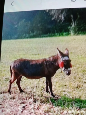 vind.  măgar și straf.    com.ZALHA.  JUDEȚUL   SĂLAJ.   - imagine 3