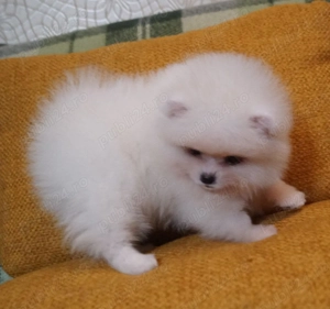 pui pomeranian talie mica - imagine 3