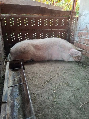 Porc 280-300 kg, crescut natural   15 lei kg - imagine 4