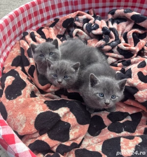 puiuti british shorthair blue