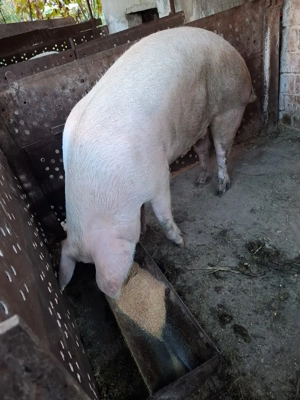 Porc 280-300 kg, crescut natural   15 lei kg