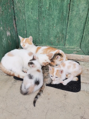 Pui de pisicute - imagine 2