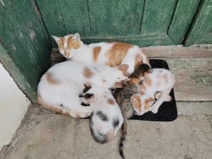 Pui de pisicute - imagine 3