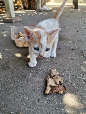 Pui de pisicute - imagine 4