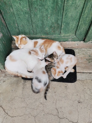 Pui de pisicute - imagine 5