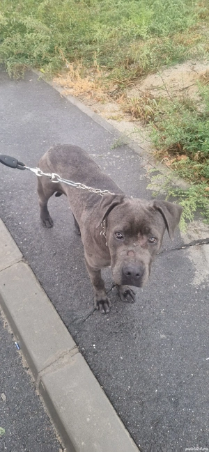 vând pui de Cane Corso