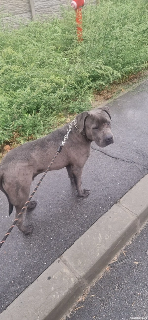 vând pui de Cane Corso - imagine 2