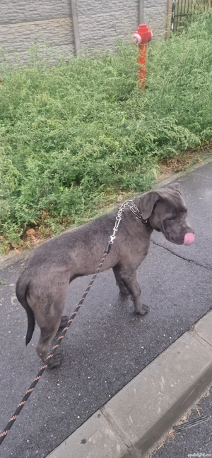 vând pui de Cane Corso - imagine 3