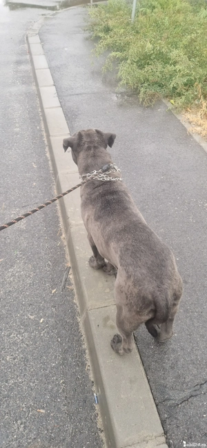 vând pui de Cane Corso - imagine 4