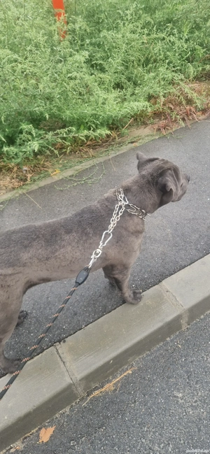 vând pui de Cane Corso - imagine 5