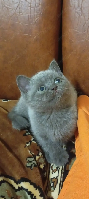 Vând Scotish Fold 10 săptămâni 