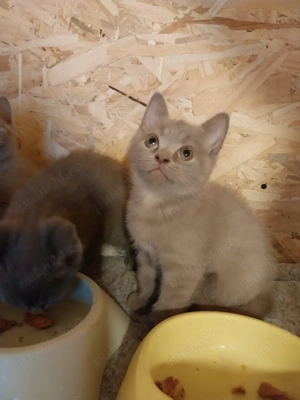 Vând Scotish Fold 10 săptămâni  - imagine 2