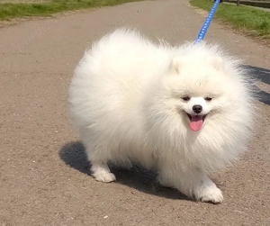 pui pomeranian talie mica - imagine 4
