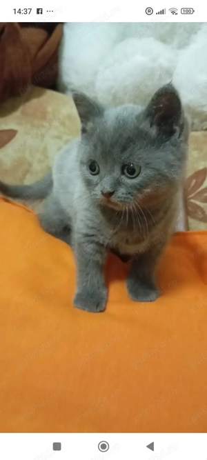 Vând Scotish Fold 10 săptămâni  - imagine 3