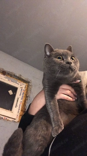 Vând Scotish Fold 10 săptămâni  - imagine 5