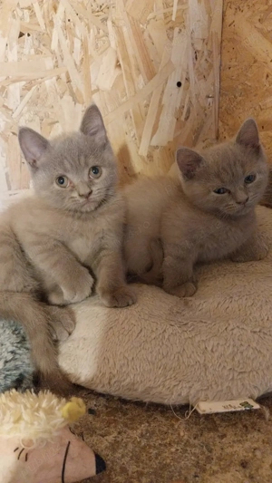 Vând Scotish Fold 10 săptămâni  - imagine 4