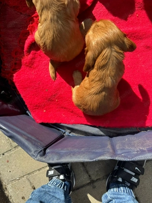 Vand Pui Cocker Spaniel - imagine 3