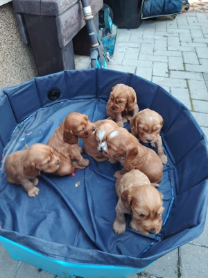 Vand Pui Cocker Spaniel