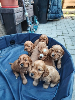 Vand Pui Cocker Spaniel - imagine 5