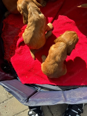 Vand Pui Cocker Spaniel - imagine 4