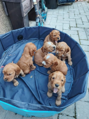 Vand Pui Cocker Spaniel - imagine 2