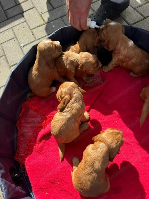 Vand Pui Cocker Spaniel - imagine 6