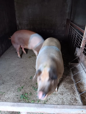 Vând porci - imagine 2