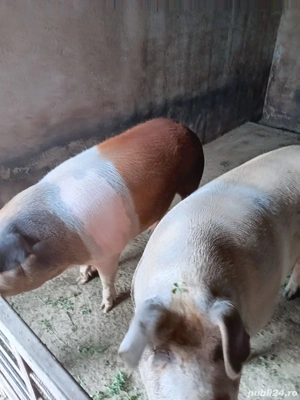 Vând porci - imagine 4