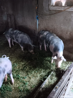 Vând porci - imagine 3