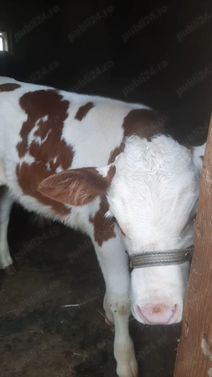 Vitel de vanzare taur