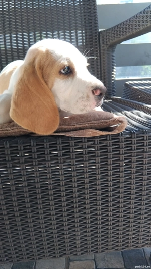 Cățeluș de rasă  - imagine 2