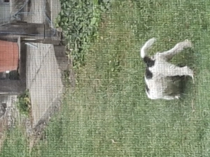 donezi catelus de rasa foxteryer