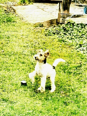 adoptezi catelus de rasa foxterier