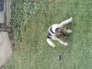 donezi catelus de rasa foxteryer - imagine 2 donezi catelus de rasa foxteryer - imagine 2