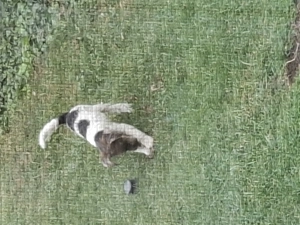 donatie pentru  iubitor de animale