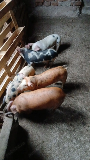 Scroafă cu 5 purceii de 6 saptamani - imagine 4