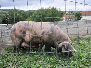 Scroafă cu 5 purceii de 6 saptamani