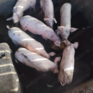 Purcei de vânzare  - imagine 2 Purcei de vânzare  - imagine 2